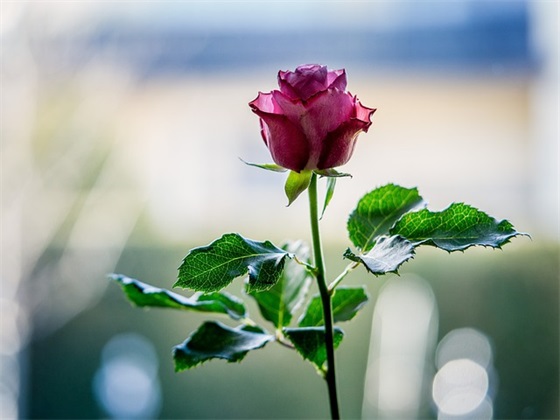 爱情的短句子古代 古代表达爱情的句子大全 爱情的短句子古代 古代表达爱情的句子大全