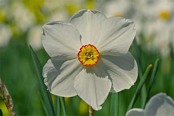 关于遇见爱情的句子