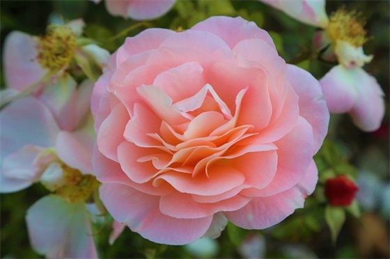 关于心灵的优美句子