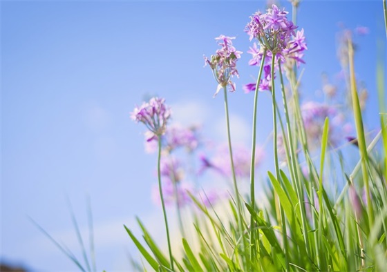 虎年祝发财的祝福语句子(恭喜发财前程似锦的语句) 虎年祝发财的祝福语句子(恭喜发财前程似锦的语句)