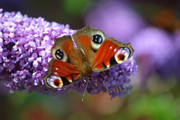 2026春节祝福语文案 2026春节祝福语文案