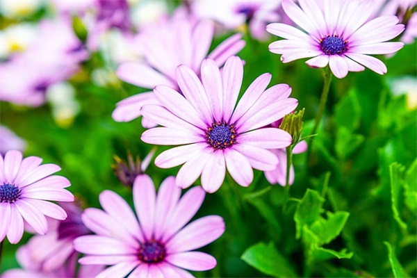 2026开业的简洁祝福文案