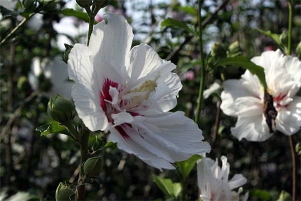 好姐妹订婚祝福语43句