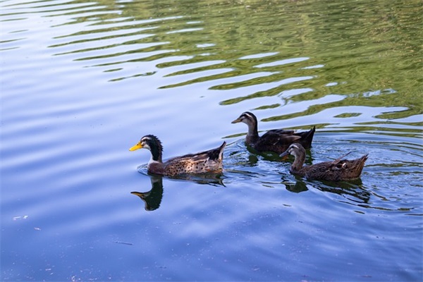 2026鼠年微信朋友圈春节祝福语大全 2026鼠年微信朋友圈春节祝福语大全