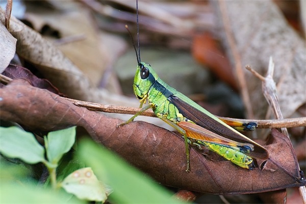 led屏春节祝福语67句 led屏春节祝福语67句