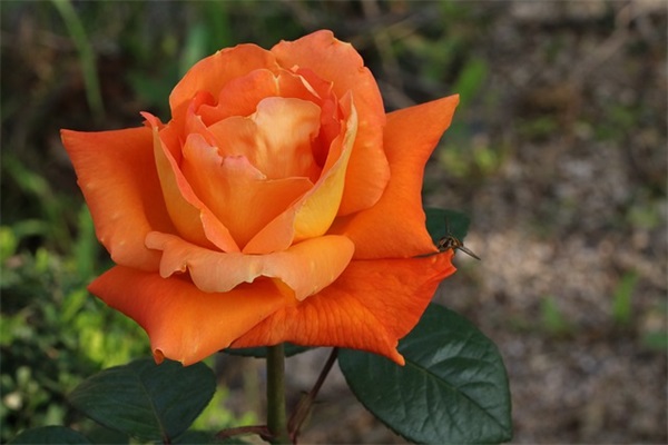 给幼儿的新年祝福语51句 给幼儿的新年祝福语51句