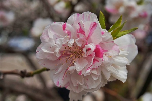 老人生日四字祝福语48句