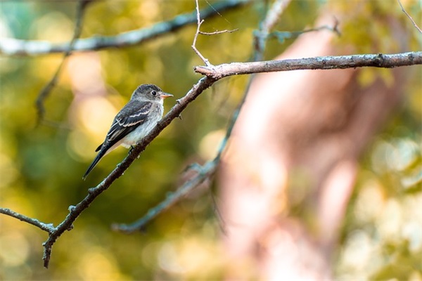 2026除夕短信祝福语大全 2026除夕短信祝福语大全