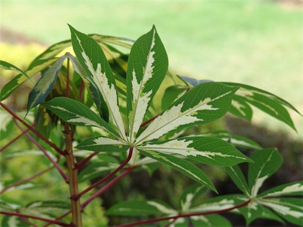 外公生日祝福语40句