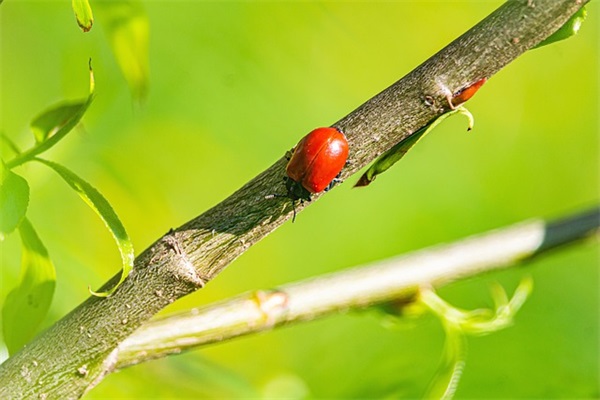 对小孩子的祝福语42句