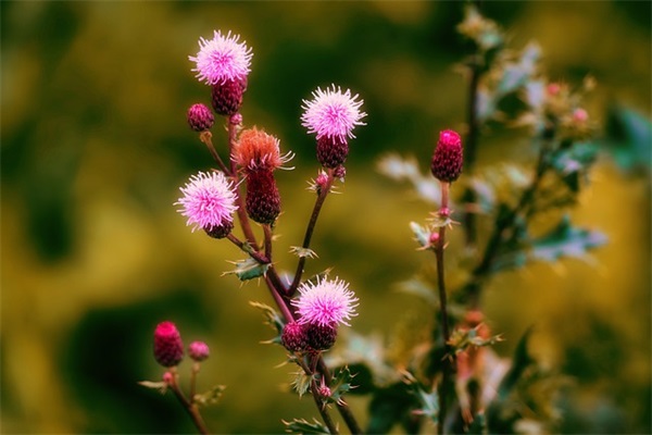 手术成功后的祝福语 家人手术成功的祝福语 手术成功后的祝福语 家人手术成功的祝福语