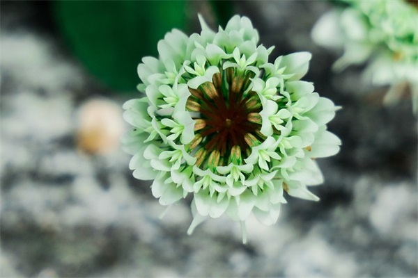 双胞胎儿子祝福语47句