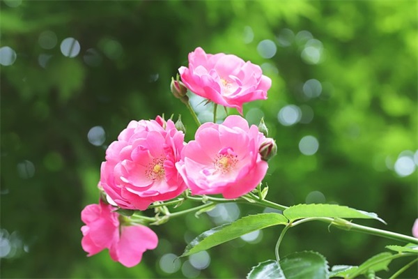 2026三八妇女节祝福 女神节温暖走心文案 2026三八妇女节祝福 女神节温暖走心文案