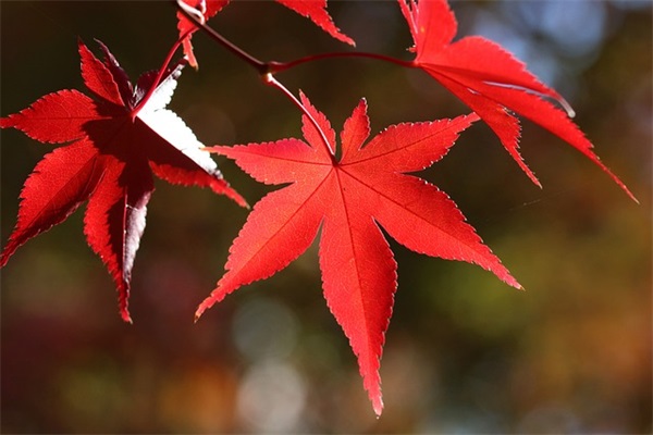 祝身体健康平安祝福语 健康快乐祝福语