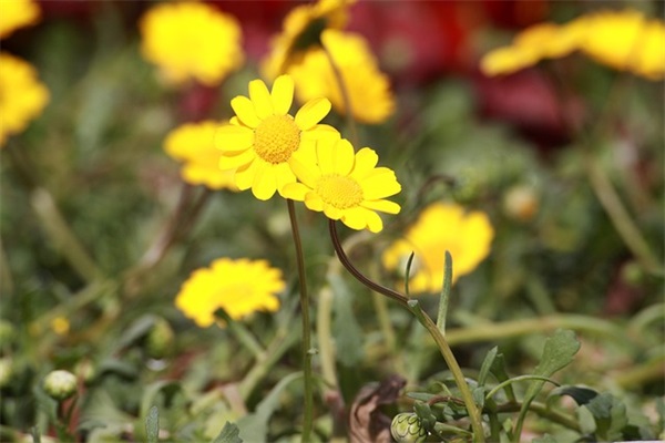 马年生小孩祝福语33句 马年生小孩祝福语33句