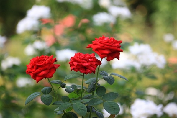 2026幼儿园祝福祖国新中国成立70周年国庆节祝福贺词