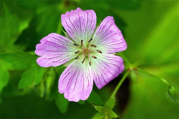 给老师的生日祝福语 给老师的生日祝福语文案