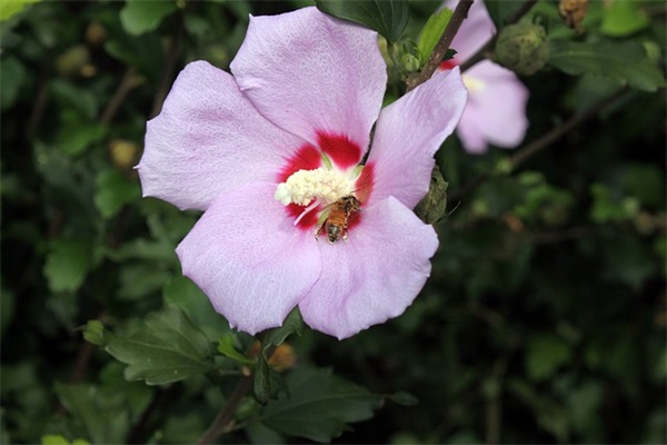 对周岁宝宝的祝福语40句