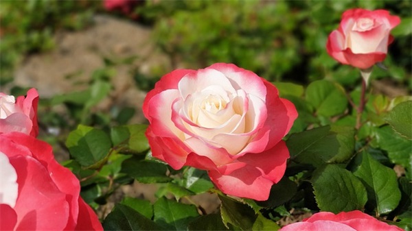 企业搬迁祝福语28句