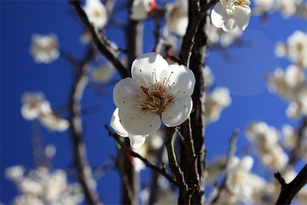 描写亥猪祝福语 含有猪字的新年祝福语