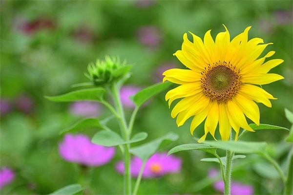 女儿结婚祝福语大全 女方结婚祝福语