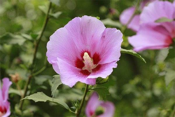 桃花的意境的句子