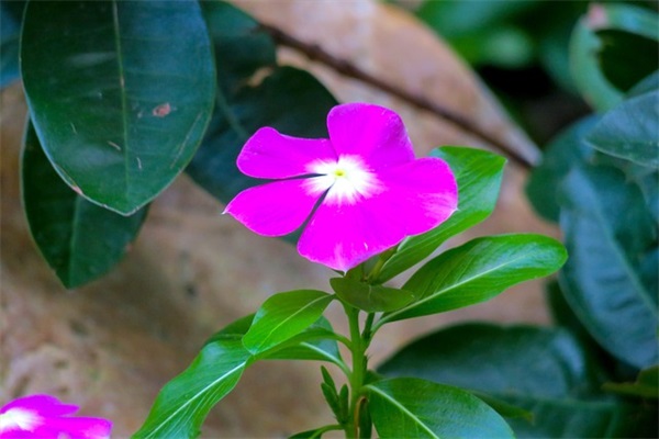 关于品茶人生的感悟句子 品茶心境品人生句子合集