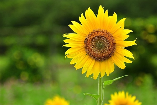 赞美女孩的优美句子