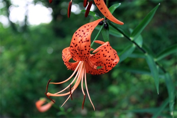 痛到心滴血的句子精选 痛到心滴血的句子短句