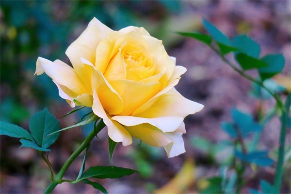 拼搏努力正能量的句子简短