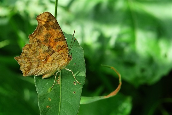 我是中国人我骄傲的句子(为中国感到自豪的简短美句)