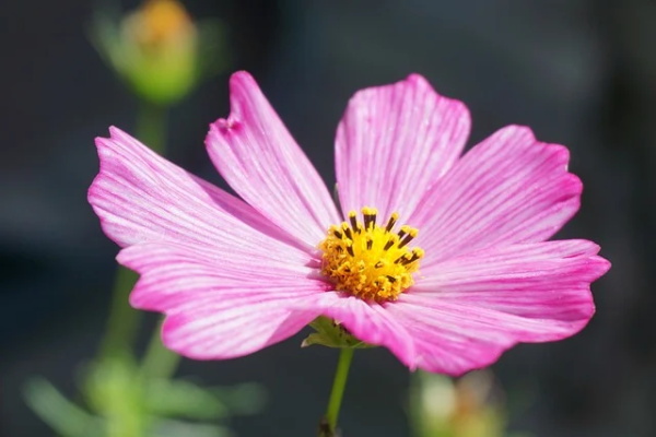 最新的思念句子 最优雅的思念句子