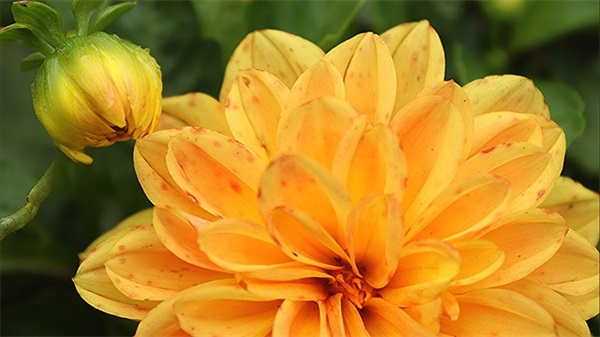 十八岁生日祝福语女生