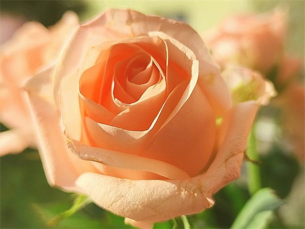 有爱就有温暖的句子 温暖的句子