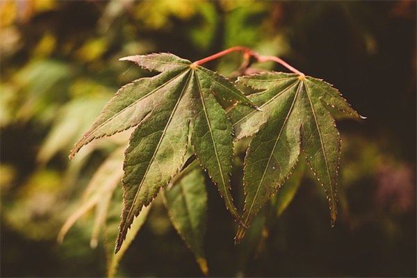 祝福新人结婚的简短句子