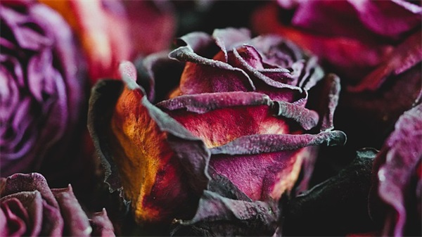 努力奋斗的激励语 努力拼搏奋斗的句子