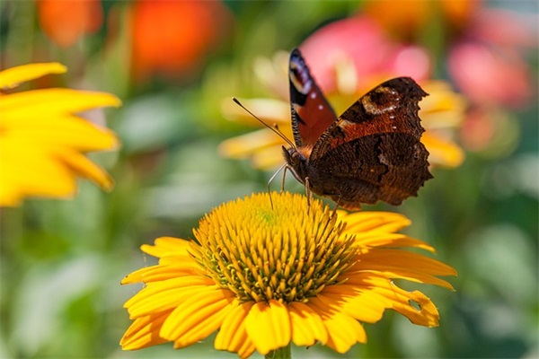 关于蒲公英的优美句子