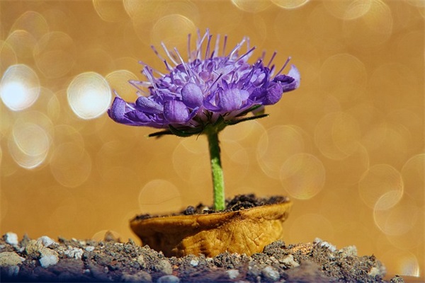 平淡是福的人生感悟句子