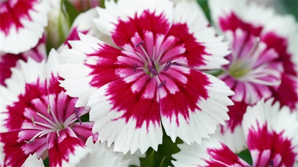 适合七夕表白的浪漫句子 2026最撩人的土味情话合集