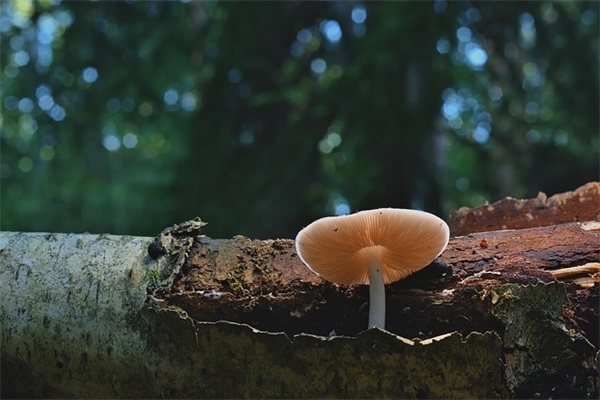 2026藏语新年祝福语 2026经典新年祝福语