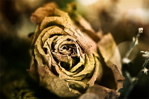 古诗表达生日祝福语 古诗词祝福自己生日祝福语