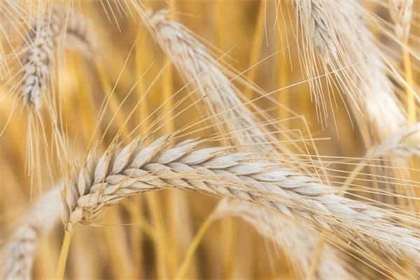 2026简短新年祝福语大全(幼儿园新年祝福语大全简短)