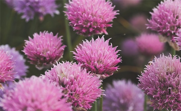 精选送给女朋友生日祝福语句汇总