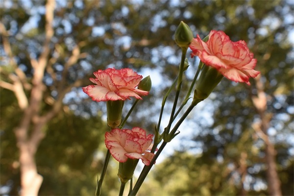 感慨一下心情的句子 人生感悟的句子 伤感
