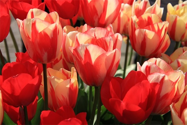 夸女朋友是女神的句子