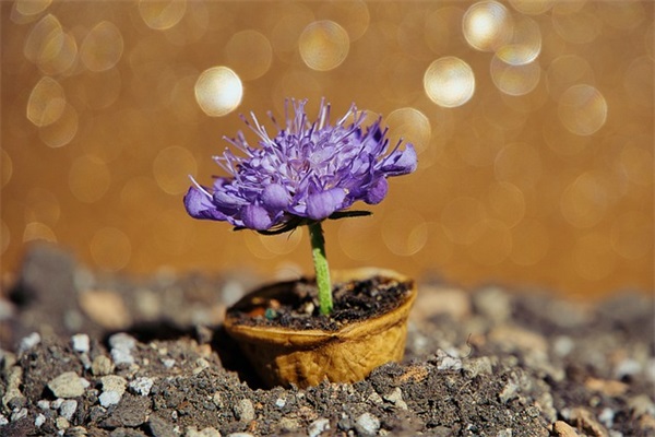 写努力学习的句子