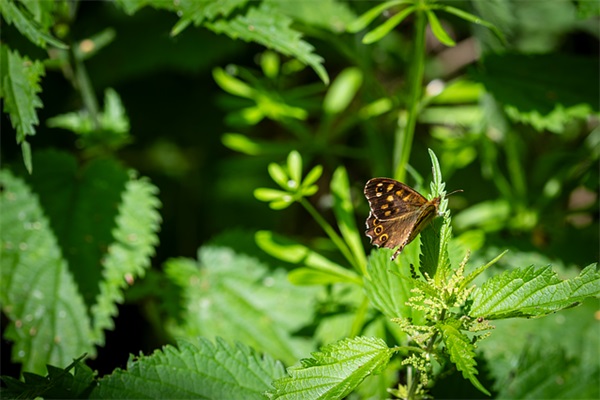 感受春天的气息的一句话(春天的气息的优美句子)