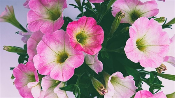 激励女人努力工作的句子