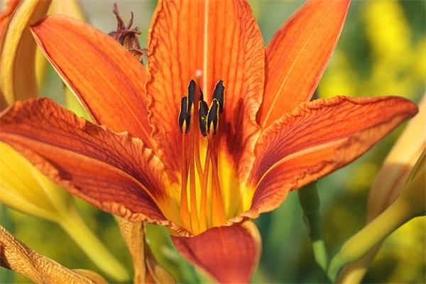 形容柿子的句子