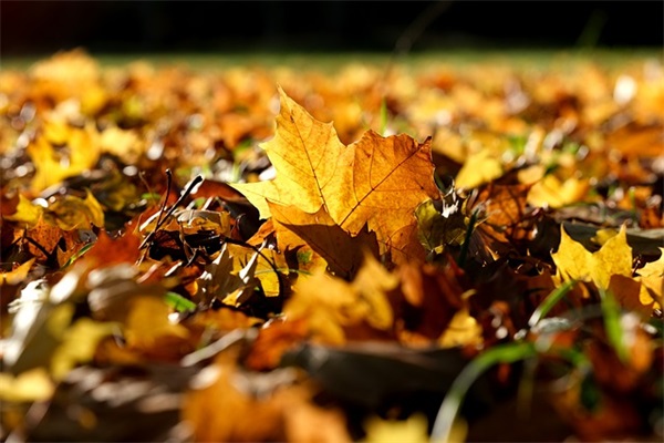 2026年花的优美句子摘录